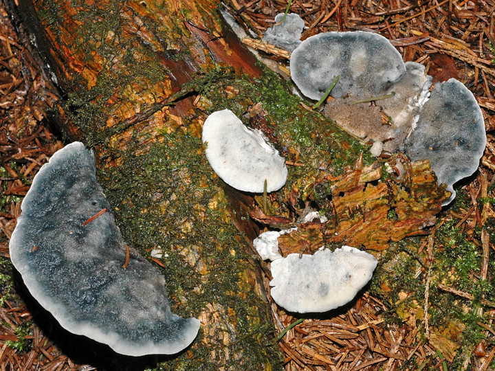 Oligoporus caesius