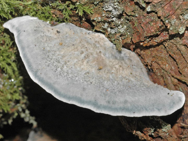 Oligoporus caesius