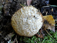 Oligoporus ptychogaster