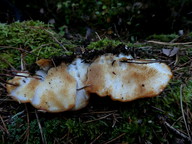 Oligoporus fragilis