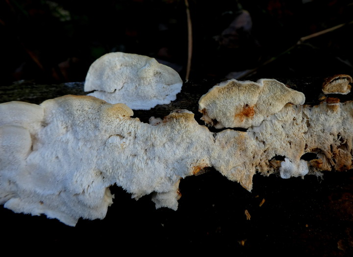 Oligoporus lateritius