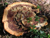 Phaeolus schweinitzii