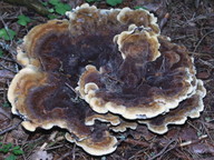 Phaeolus schweinitzii