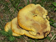 Phaeolus schweinitzii