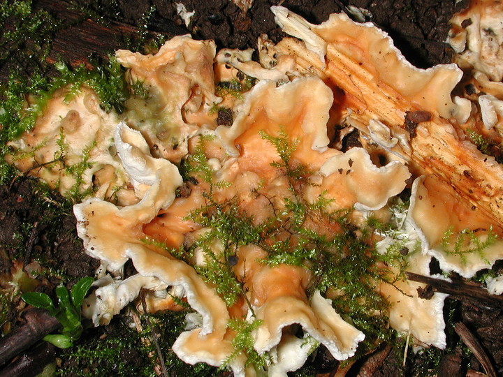 Tyromyces wynnei