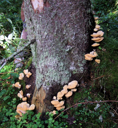 Climacocystis borealis