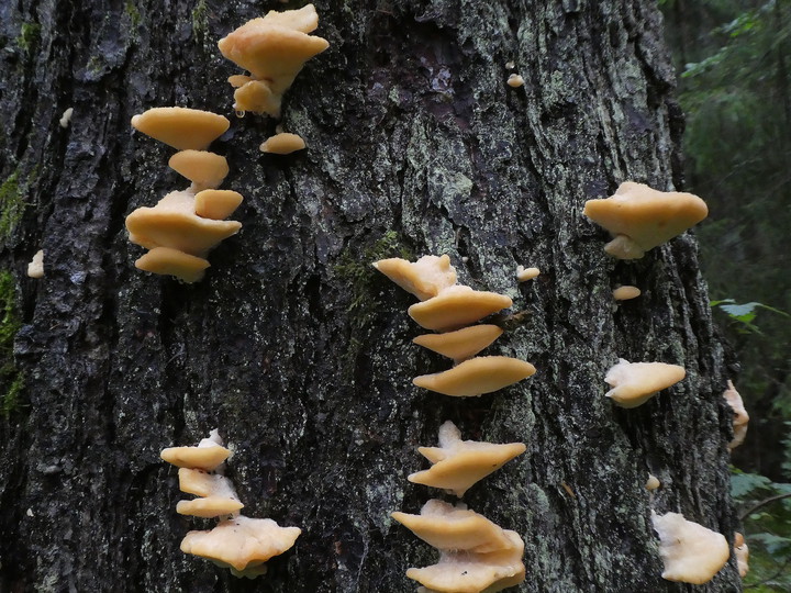 Climacocystis borealis