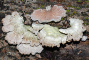 Schizophyllum commune