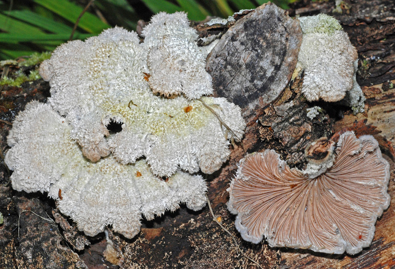 Schizophyllum commune