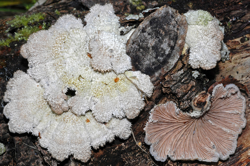 Schizophyllum commune