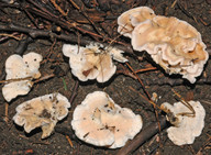 Sistotrema confluens