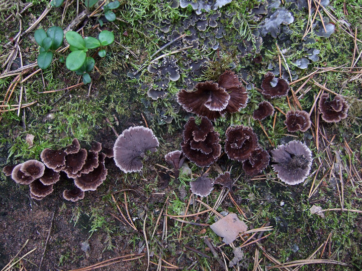 Thelephora caryophyllea