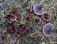 Thelephora caryophyllea