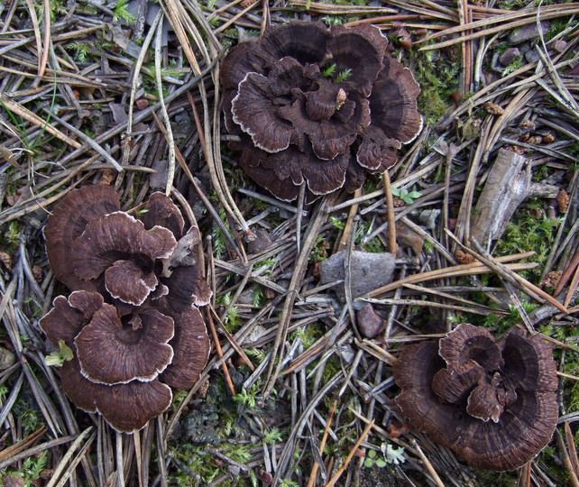 Thelephora caryophyllea