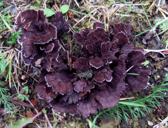 Thelephora caryophyllea