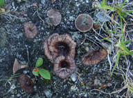 Thelephora caryophyllea