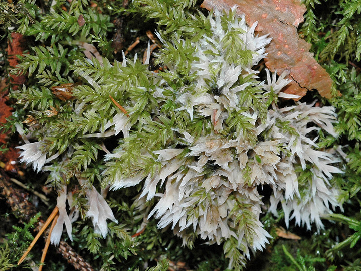 Thelephora penicillata