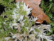 Thelephora penicillata