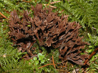 Thelephora palmata