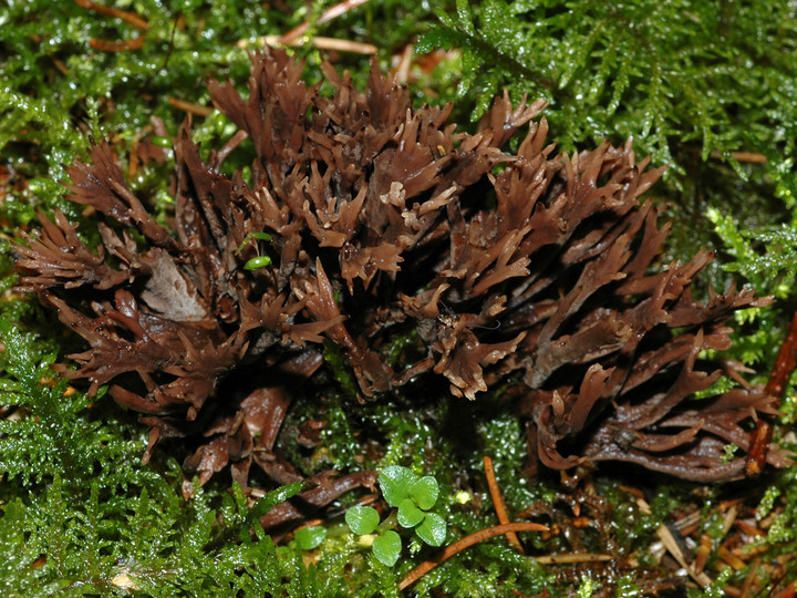 Thelephora palmata