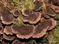 Thelephora terrestris