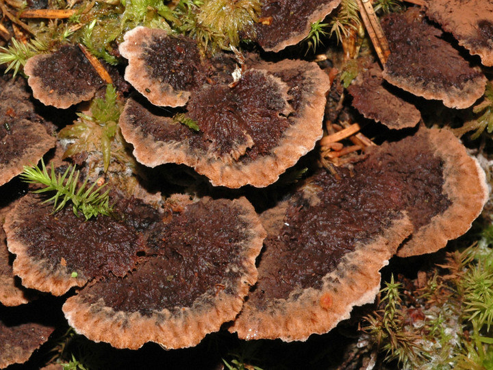 Thelephora terrestris