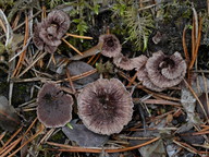 Thelephora caryophyllea