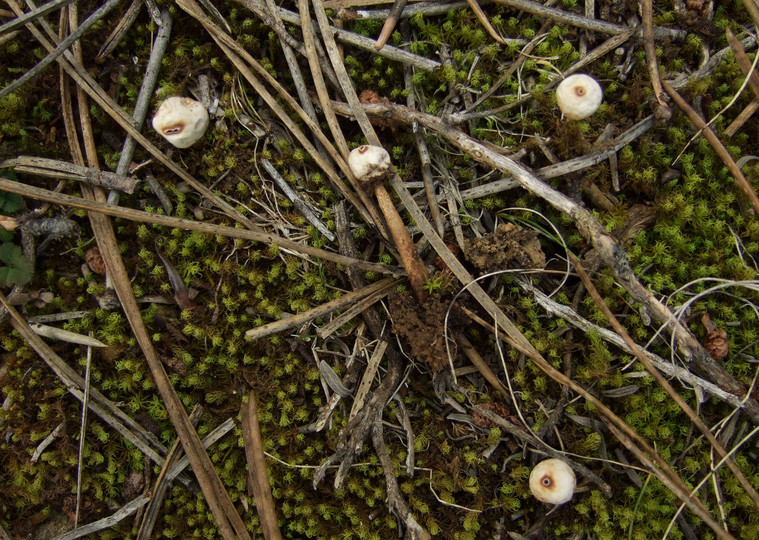 Tulostoma brumale