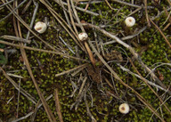 Tulostoma brumale