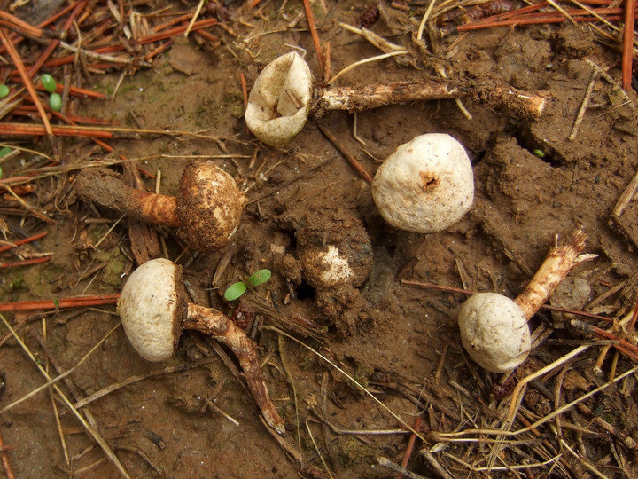 Tulostoma fimbriatum