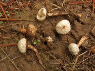 Tulostoma fimbriatum