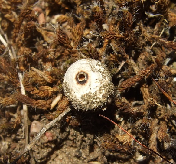 Tulostoma brumale