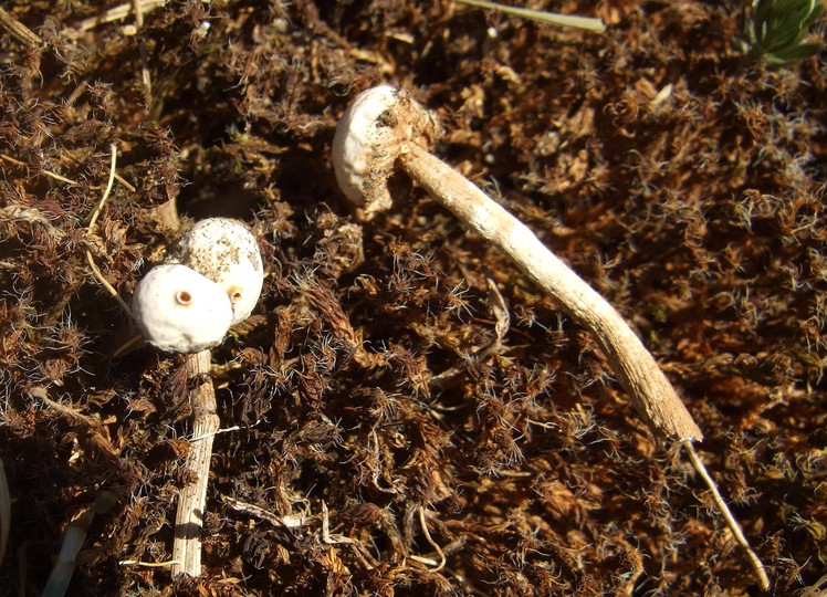 Tulostoma brumale