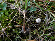 Tulostoma brumale