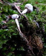 Tulostoma niveum