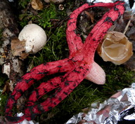 Clathrus archeri