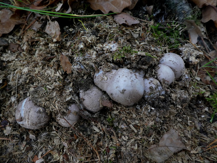 Clathrus archeri