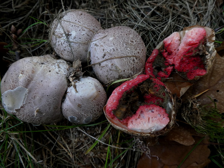 Clathrus archeri