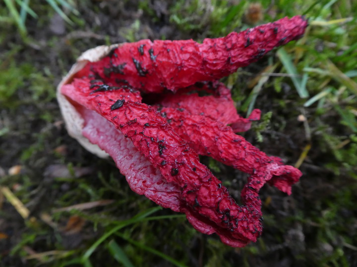 Clathrus archeri