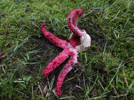 Clathrus archeri