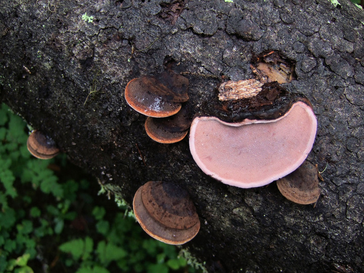 Fomitopsis rosea