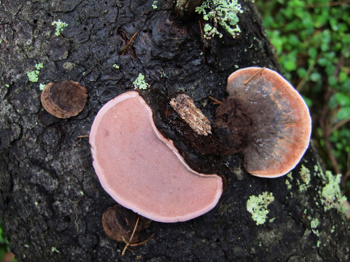 Fomitopsis rosea