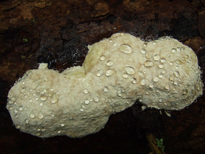 Fomitopsis pinicola