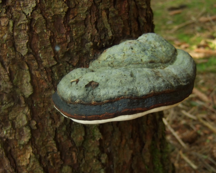 Fomitopsis pinicola