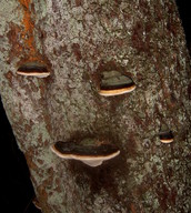 Fomitopsis pinicola