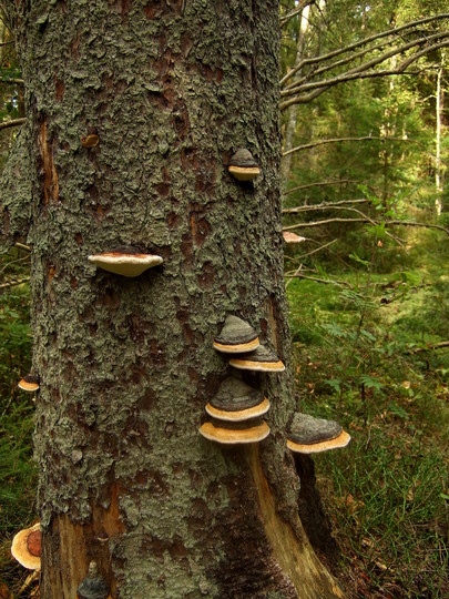 Fomitopsis pinicola