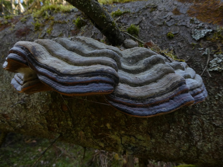 Fomitopsis pinicola