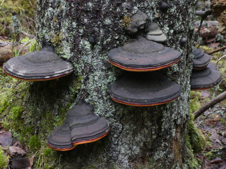 Fomitopsis pinicola