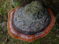 Fomitopsis pinicola