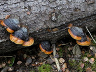 Fomitopsis pinicola